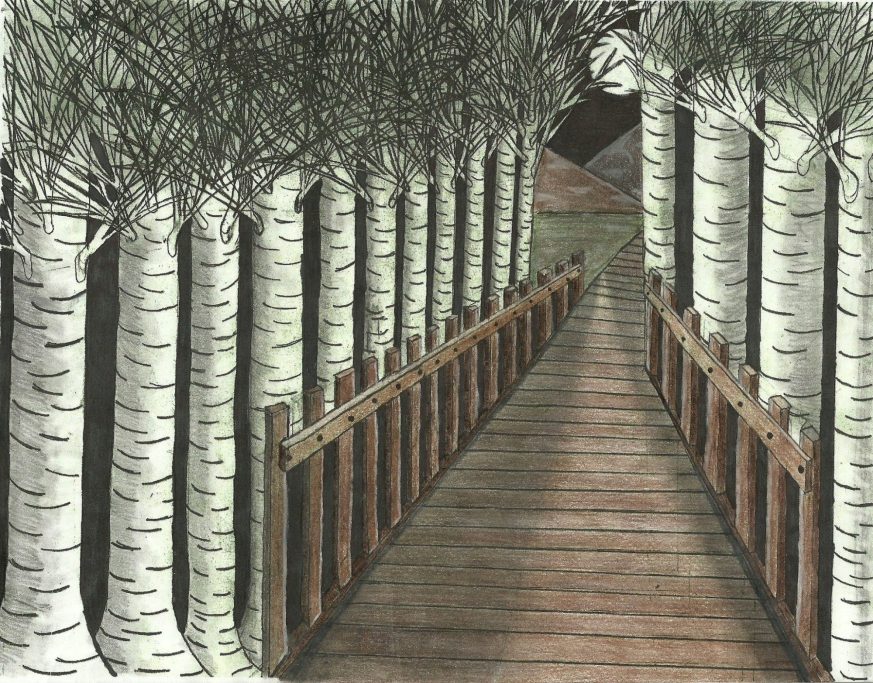 A wooden pathway lined with tall birch trees leading toward a distant building.