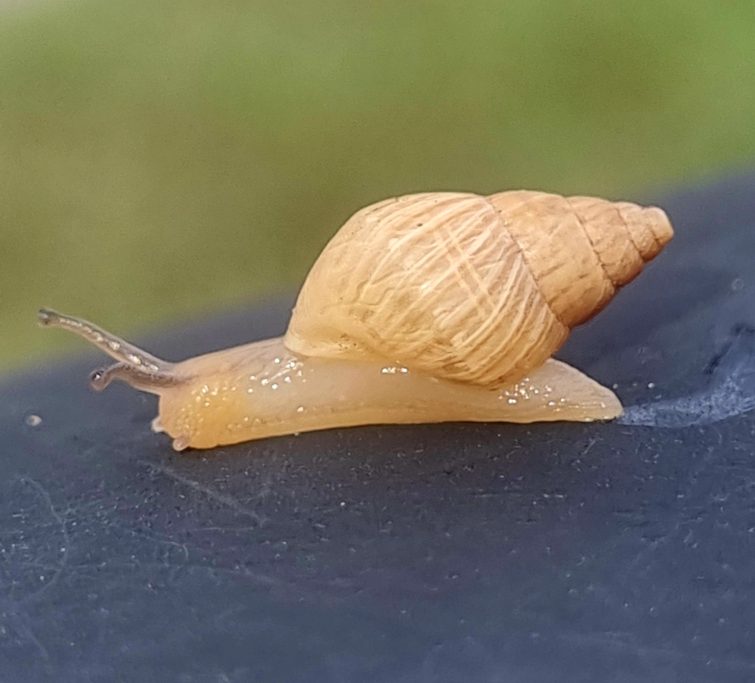 A light brown snail slowly glides over a dark surface.